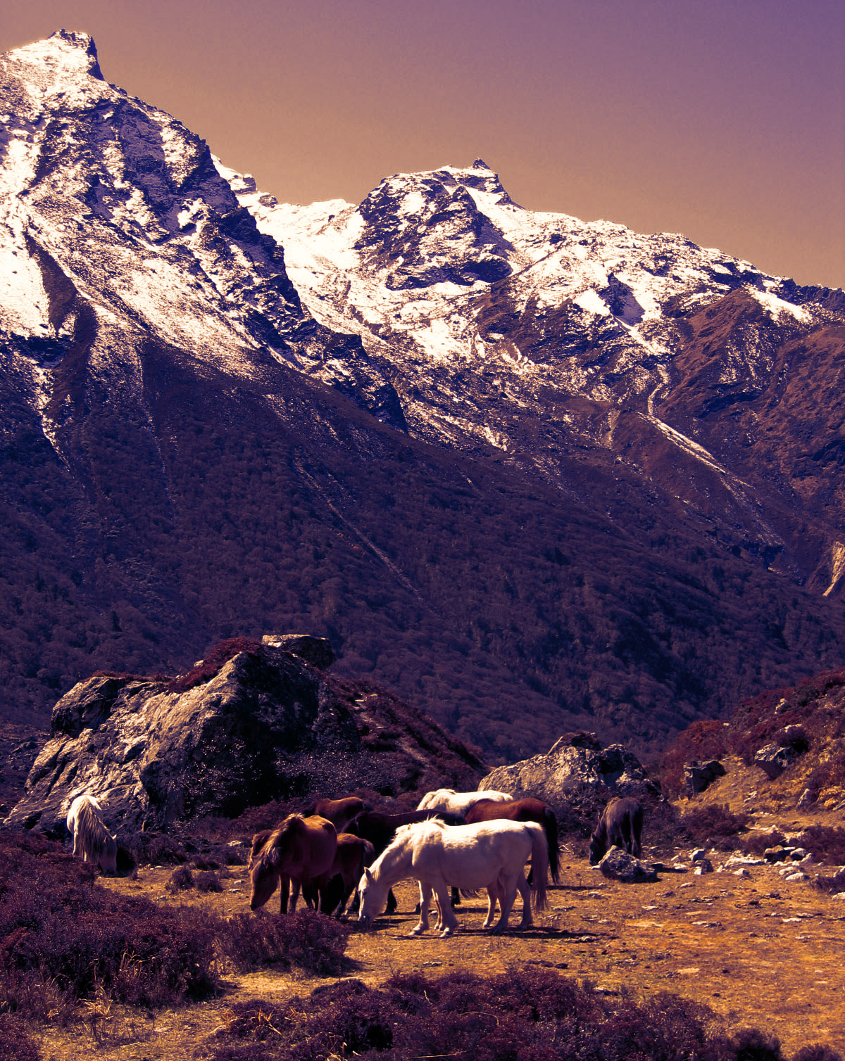 Trekking In Nepal: The Complete Guide To Routes, Permits, Best Seasons, And Tips From A Local Himalayan Guide